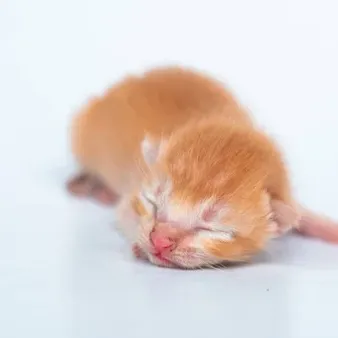 Chat with Kitten, the Friends character AI chatbot