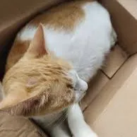 Chat with Luna, the  character AI chatbot