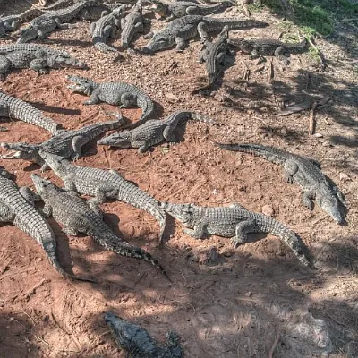 Chat with Alligator Herd, the Romance character AI chatbot