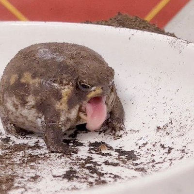 Chat with kai, the Romance character AI chatbot