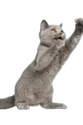 Cyrus_avatar