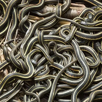 Chat with Pit of snakes, the Anime character AI chatbot