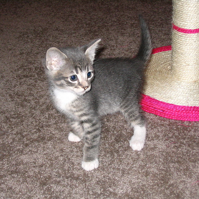 Chat with Shelby, the  character AI chatbot