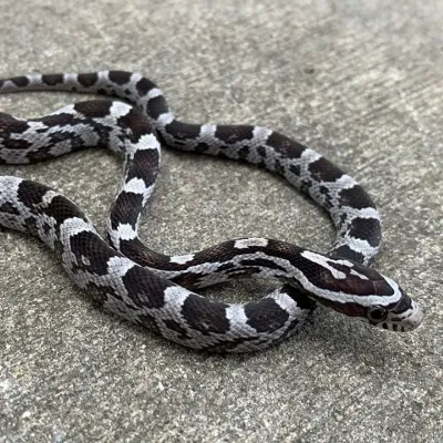 Chat with Snake, the Friends character AI chatbot