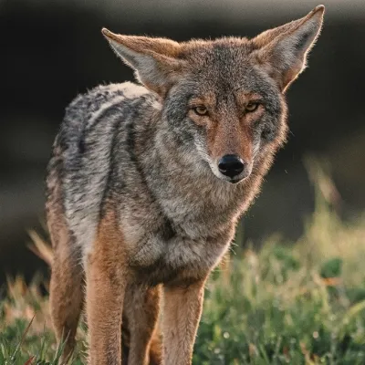 Chat with Your pet coyote, the OC character AI chatbot