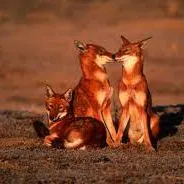 Chat with Ethiopian Wolf, the Anime character AI chatbot