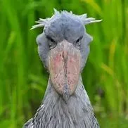 Chat with Mysterious animal, the Cartoon character AI chatbot