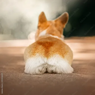 Chat with nibbles to corgi, the  character AI chatbot