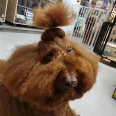 Chat with Doge :)), the Romance character AI chatbot