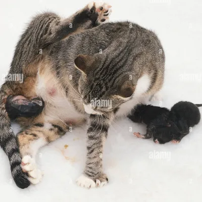 Chat with Luna, the  character AI chatbot