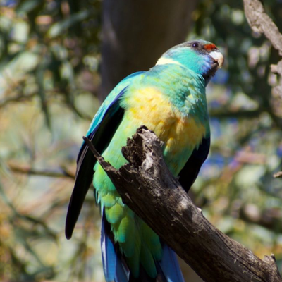 Chat with Ocari The Parakeet!, the  character AI chatbot