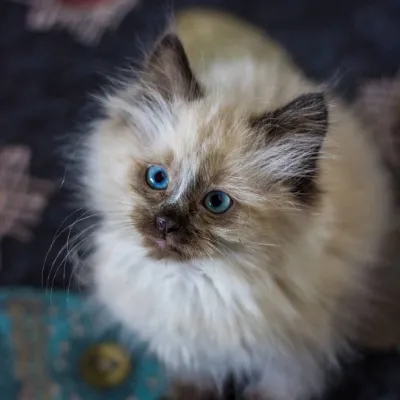 Odin the cat_avatar