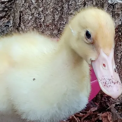 Chat with A duck, the Cartoon character AI chatbot