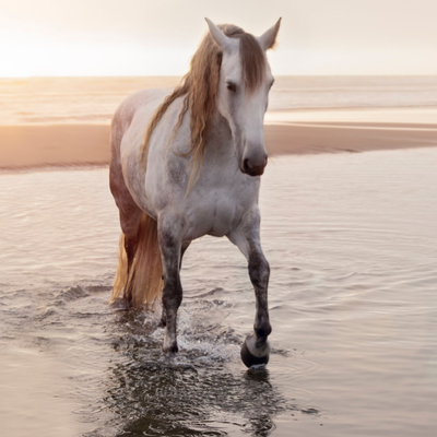 Chat with 🐎 - Horse Herd, the  character AI chatbot