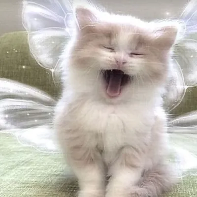 Chat with Outfit designer(cat), the Helpers character AI chatbot