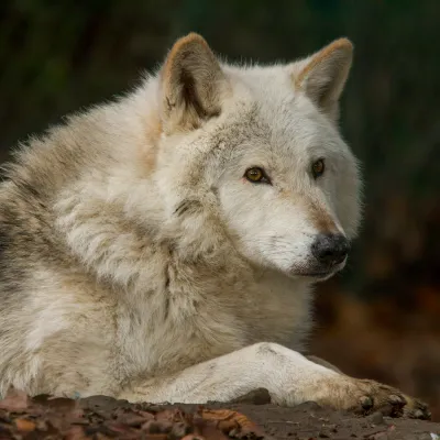 Chat with Ash, the  character AI chatbot