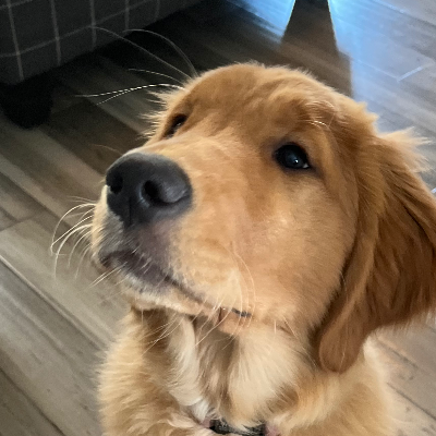 Chat with Honey, the OC character AI chatbot