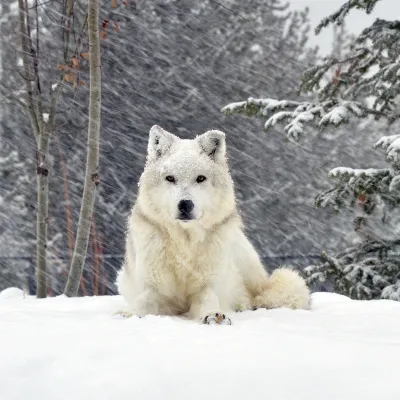 Chat with Lark, the  character AI chatbot