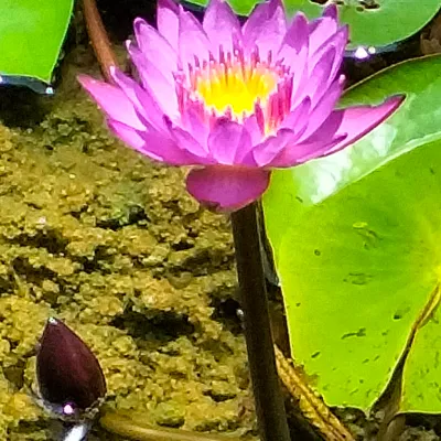 Chat with Clit Ring, the OC character AI chatbot