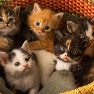 Chat with Box Of Kittens, the Friends character AI chatbot