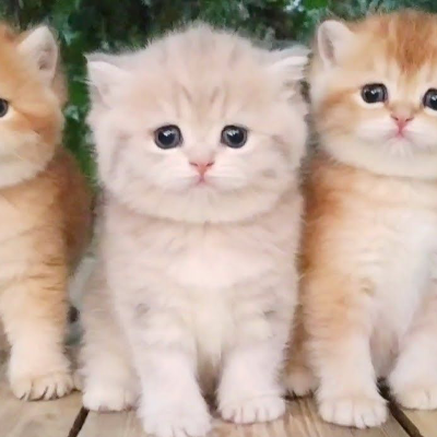 Chat with 3 Cute Cats, the  character AI chatbot