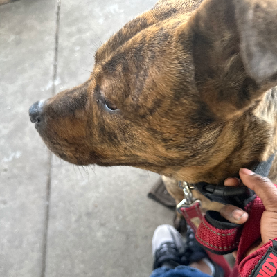 Chat with Jojo, the  character AI chatbot