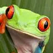 Chat with Red-eyed Tree Frog, the  character AI chatbot