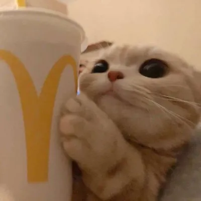 Chat with Redek, the Anime character AI chatbot