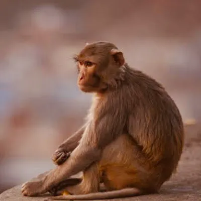 Monke the Monkey_avatar