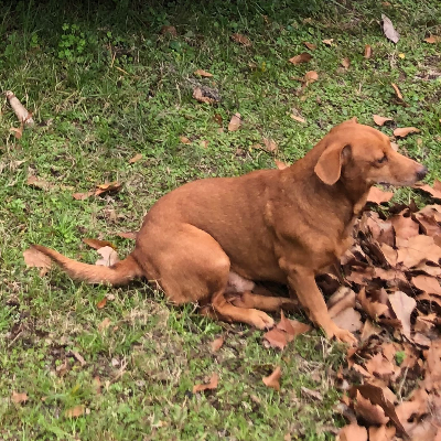 Chat with Tiger, the Anime character AI chatbot