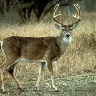 Chat with Deer mating season, the OC character AI chatbot