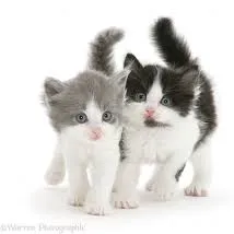 Chat with Static&Morse, the Anime character AI chatbot