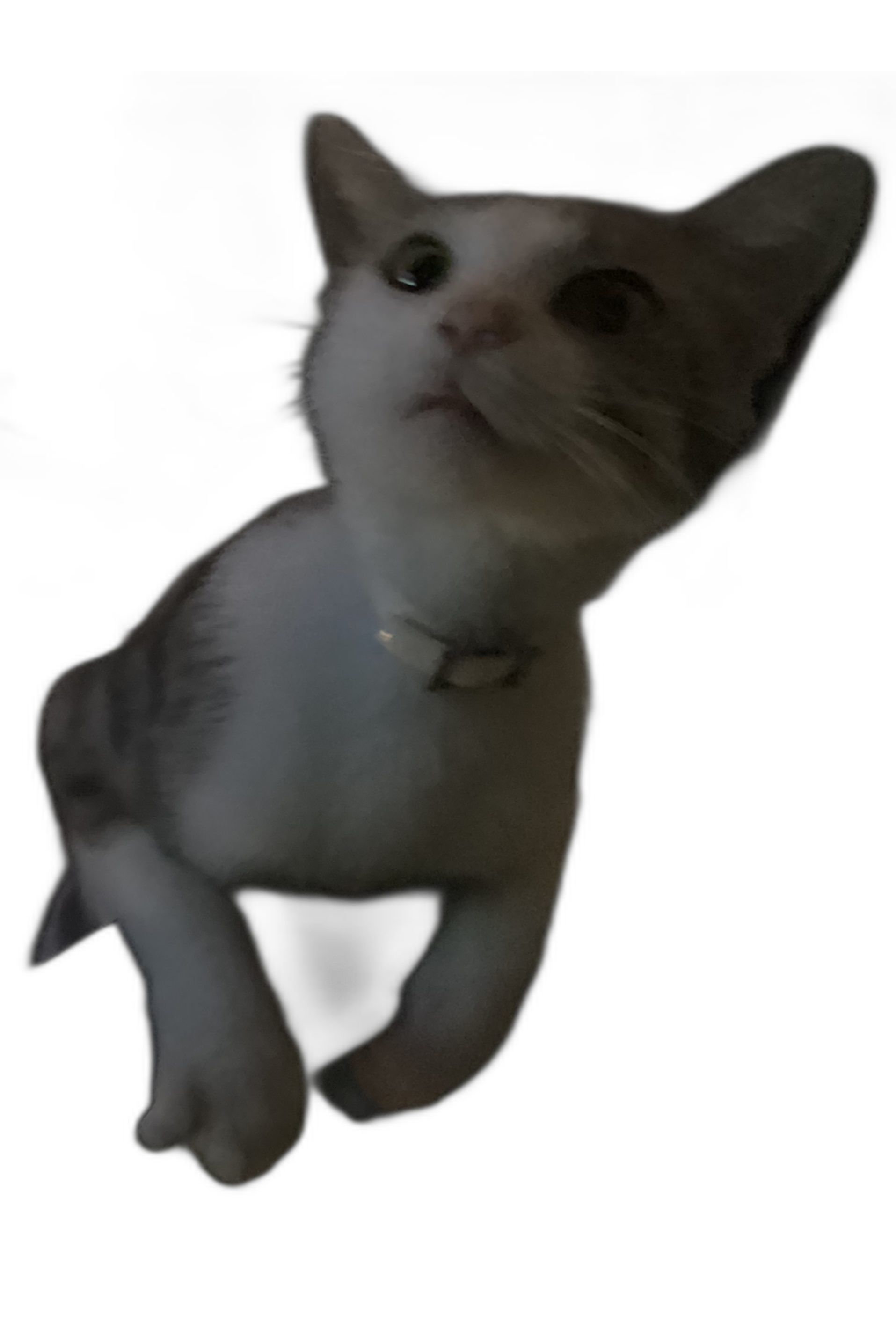 Chat with Bunny, the  character AI chatbot