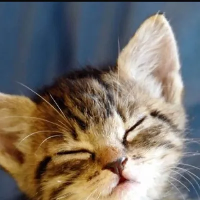 Chat with Kitten, the  character AI chatbot