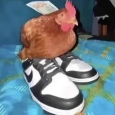 Chat with Wise chicken, the OC character AI chatbot