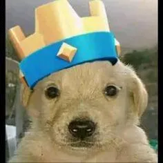 Chat with King pup, the OC character AI chatbot