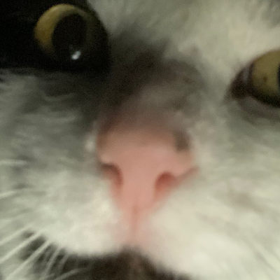 Chat with Cat, the  character AI chatbot