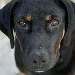 Chat with Dog, the Helpers character AI chatbot