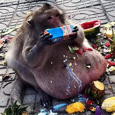 Chat with fat monkie, the RPG character AI chatbot