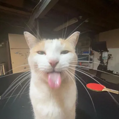 Chat with Cat :3, the  character AI chatbot