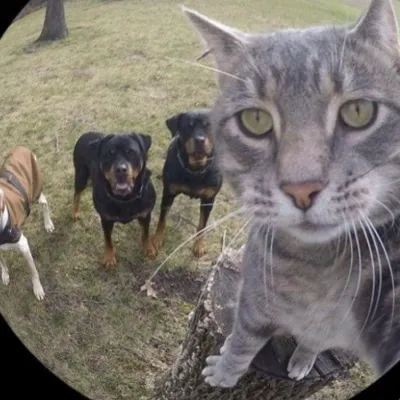 Chat with Woof, the  character AI chatbot