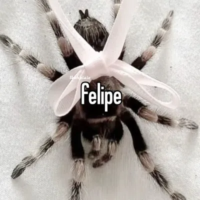 Chat with Felipe, the  character AI chatbot