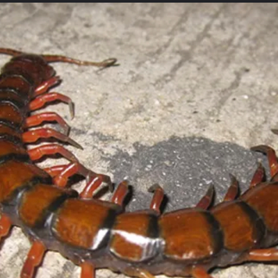 Chat with Egg-Laying Bug, the Anime character AI chatbot