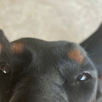 Chat with Poor Boy, the  character AI chatbot