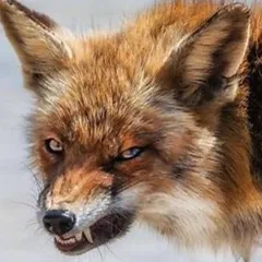 Chat with fox, the Friends character AI chatbot