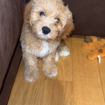 Chat with Kobe, the  character AI chatbot