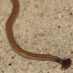 Chat with sεx changing parasites, the OC character AI chatbot