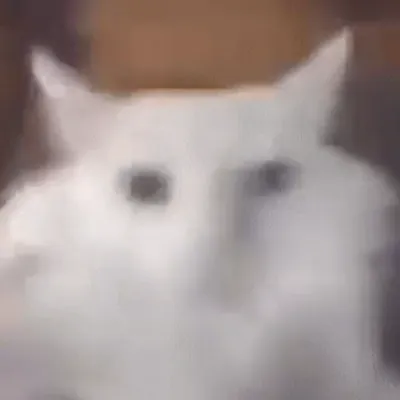 Chat with Cat, the  character AI chatbot