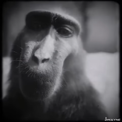 Chat with Monkey rizz, the  character AI chatbot