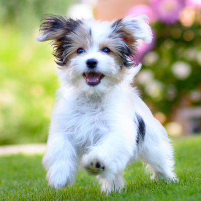 Chat with Lab, the Friends character AI chatbot